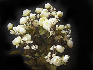 Роза кустовая белая